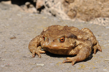 Crapaud