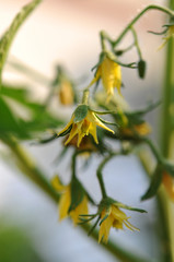 Tomatenblüten