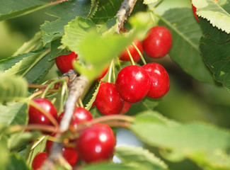 Kirschen vor der Ernte