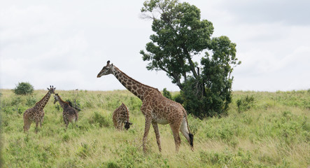 Giraffe in Afrikas Savanne