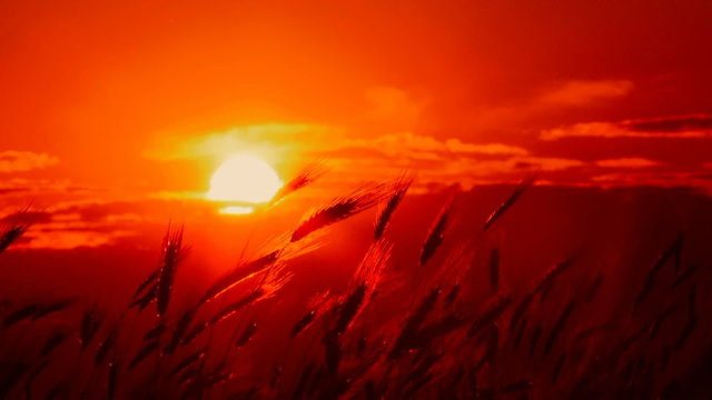 Silhouette of spikelets at sunset