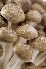 mushrooms