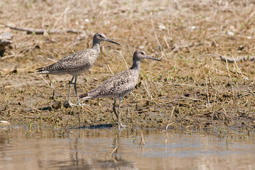 Sandpipers near shore