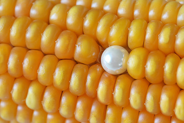 Single Pearl Ear Stud on Maize Corns