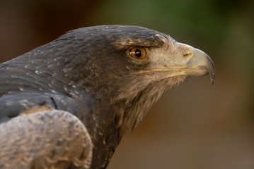 Cabeza de aguila