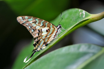 Papilio Butterfly