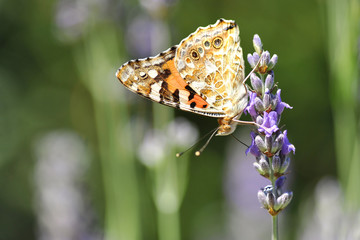 Butterfly on lavender flower