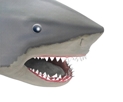 Hai - Shark