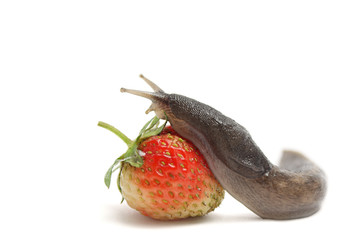 Slug-worm