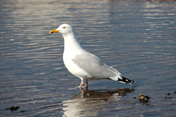 seagull