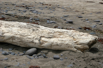 driftwood on beach