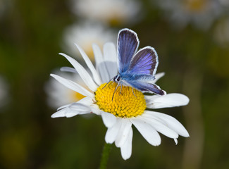 Obraz premium The blue butterfly