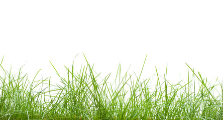 Fototapeta premium Isolated green grass on white background