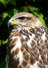 Greifvogel - Falconiformes
