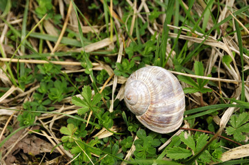 Burgundy snail