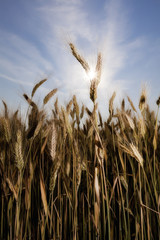 wheat with sun