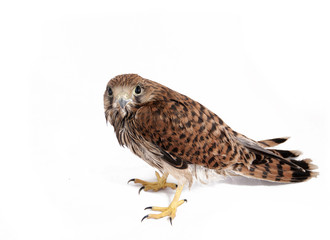 Fototapeta premium Falcon