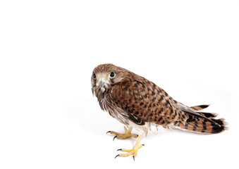 Falcon