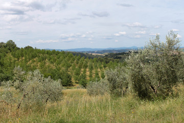 Fototapeta na wymiar Olivenbäume