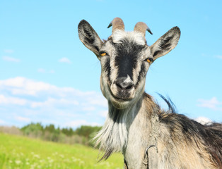 Goat