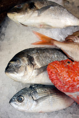 frische Fische auf Eis