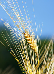 Fototapeta premium Kornähren im Sonnenlicht - Cereal Grains Close-up