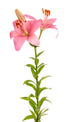 Pink lilies.