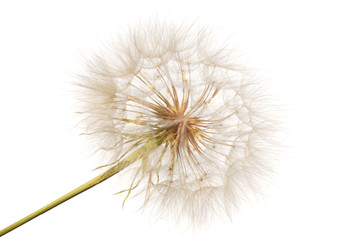 feathery seeds of the dandelion