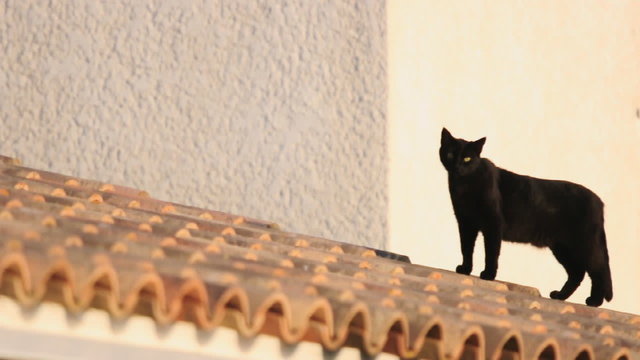 Gatto sul tetto