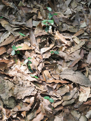 leaves