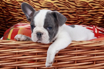 French Bulldog Puppy