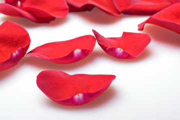 Fototapeta premium red rose petals closeup background