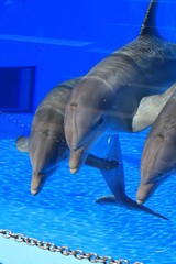 Fototapeta premium delfin