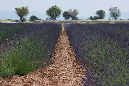 provence