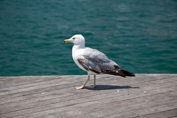 sea bird seagull
