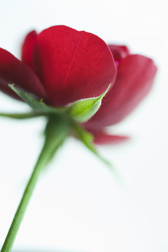 花脈 Images Browse 71 Stock Photos Vectors And Video Adobe Stock