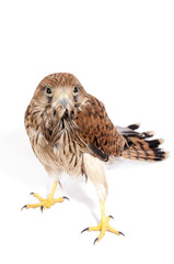 Falco tinnunculus