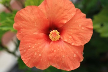 Hibiscus