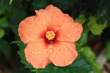 Hibiscus