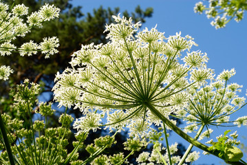 forest plants with white flowers