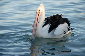 Pelican