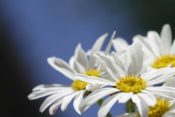 chamomile