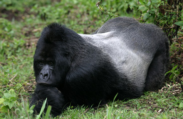 Berggorilla aus den Virunga Bergen in Ruanda