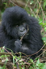 junger berggorilla aus den virunga bergen, ruanda