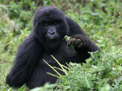 Berggorilla aus Ruanda
