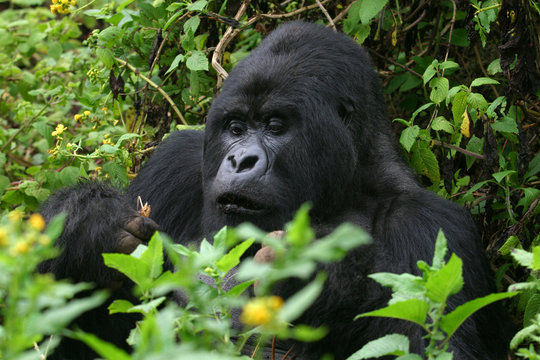 Fototapeta Berggorilla aus den Virunga Bergen in Ruanda
