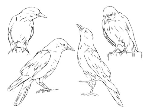 4 crows