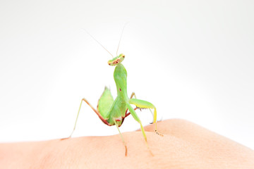 Portrait of the praying mantis.