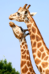 Giraffe Kiss