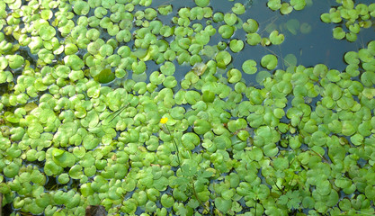 Водные растения